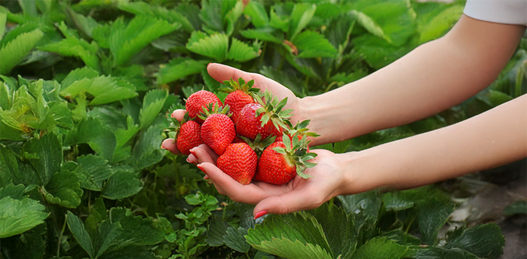 Strawbarry