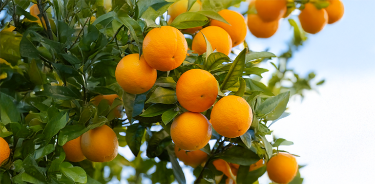 orange
